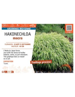 HAKONECHLOA MACRA