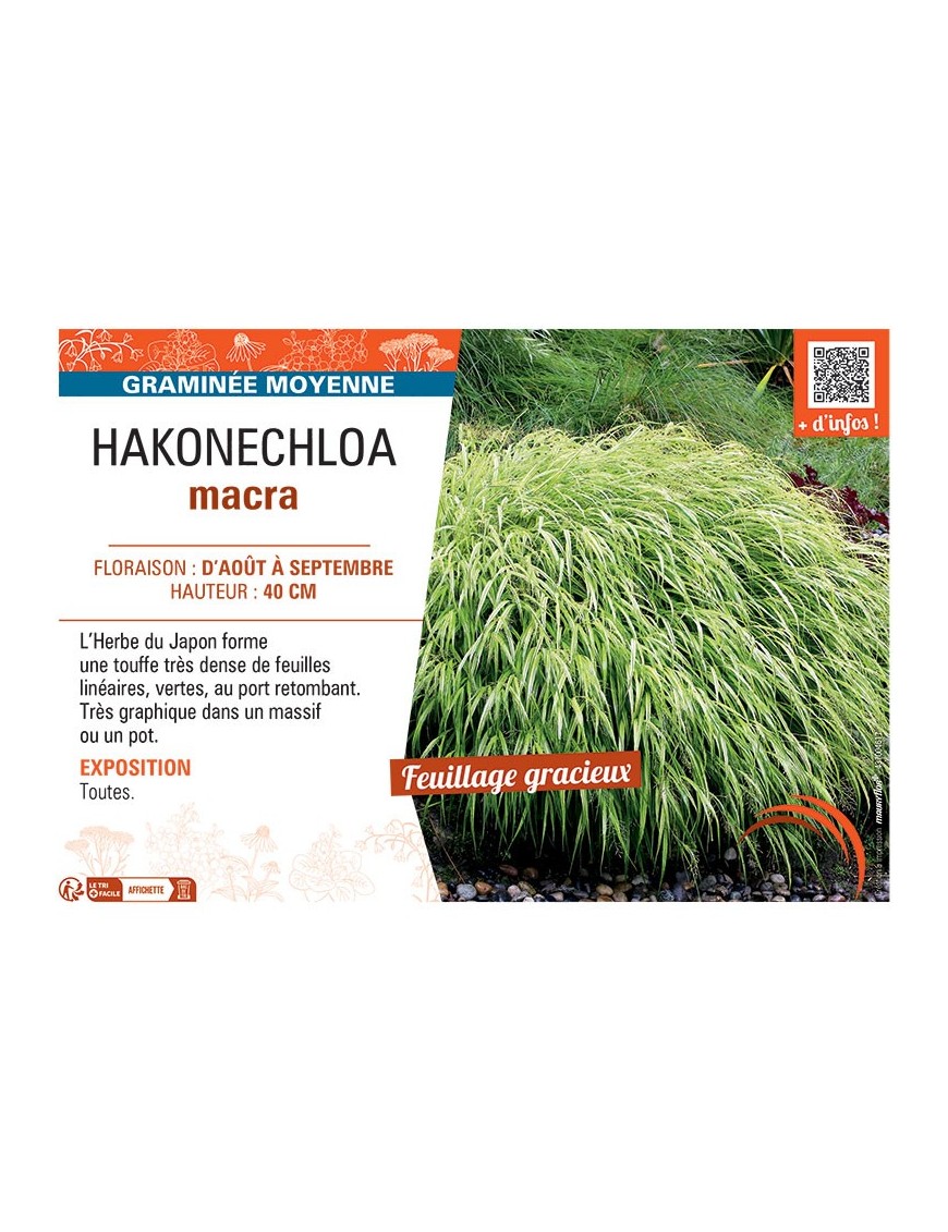 HAKONECHLOA MACRA