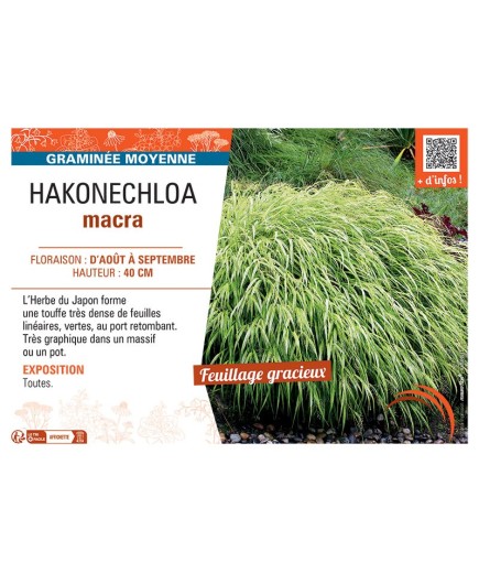 HAKONECHLOA MACRA