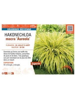 HAKONECHLOA MACRA AUREOLA
