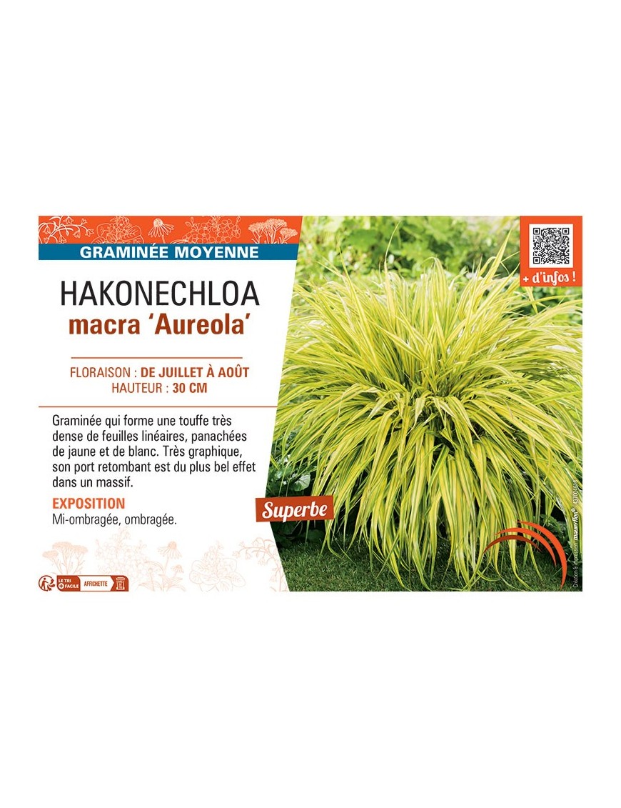 HAKONECHLOA MACRA AUREOLA