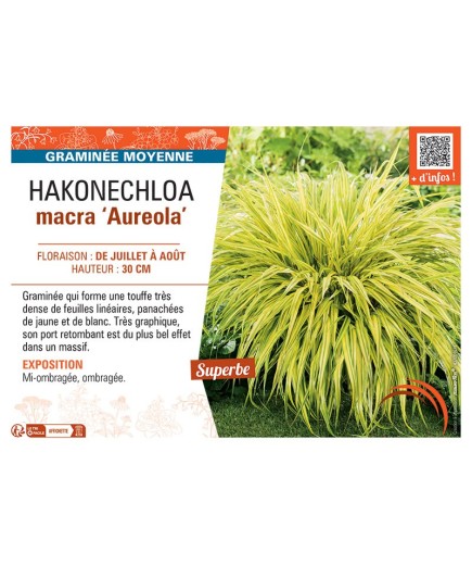 HAKONECHLOA MACRA AUREOLA