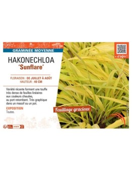 HAKONECHLOA SUNFLARE