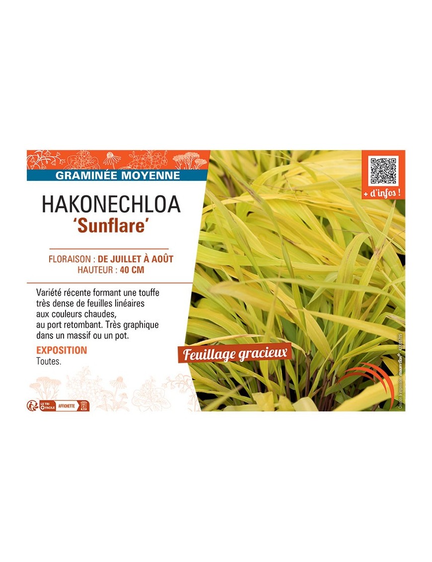 HAKONECHLOA SUNFLARE