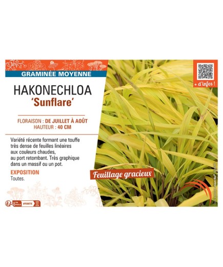 HAKONECHLOA SUNFLARE