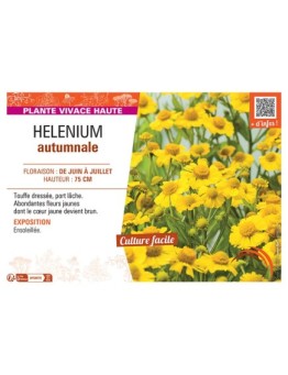HELENIUM AUTUMNALE (jaune)