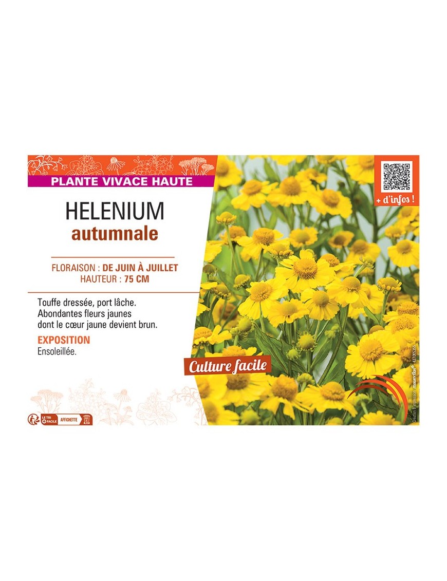 HELENIUM AUTUMNALE (jaune)