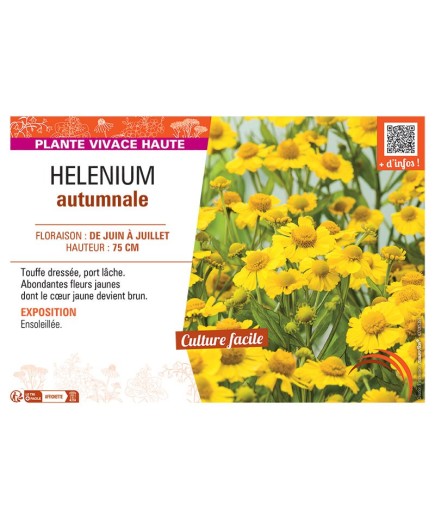 HELENIUM AUTUMNALE (jaune)
