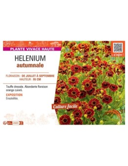 HELENIUM AUTUMNALE (orange cuivré)