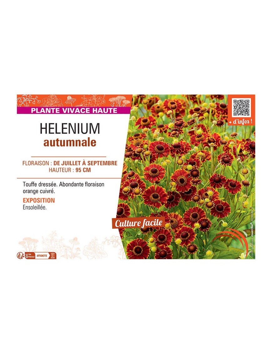 HELENIUM AUTUMNALE (orange cuivré)