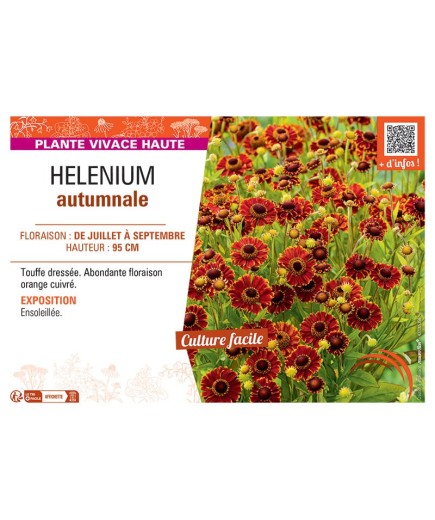 HELENIUM AUTUMNALE (orange cuivré)