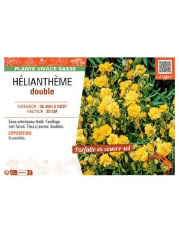 HELIANTHEME DOUBLE (jaune)