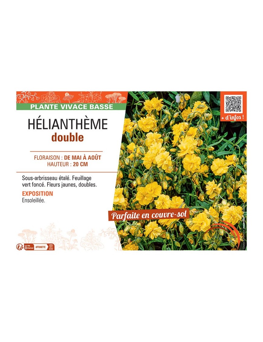 HELIANTHEME DOUBLE (jaune)