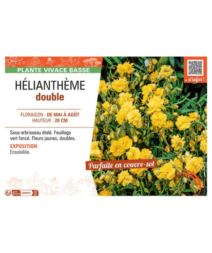 HELIANTHEME DOUBLE (jaune)