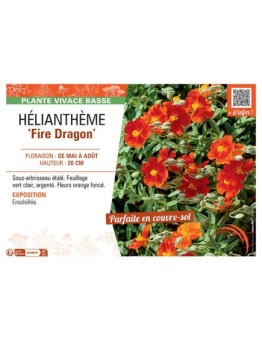 HELIANTHEME FIRE DRAGON