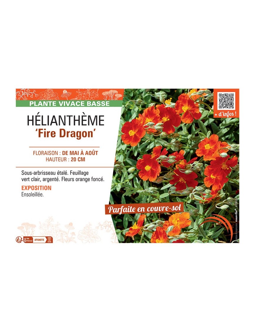 HELIANTHEME FIRE DRAGON