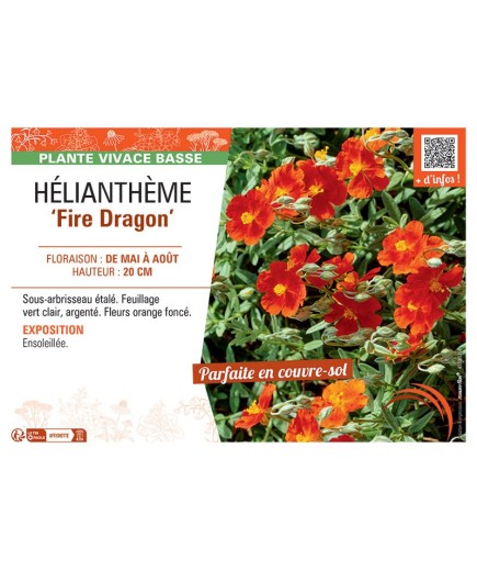 HELIANTHEME FIRE DRAGON