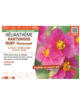 HELIANTHEME HARTSWOOD RUBY Hartswood
