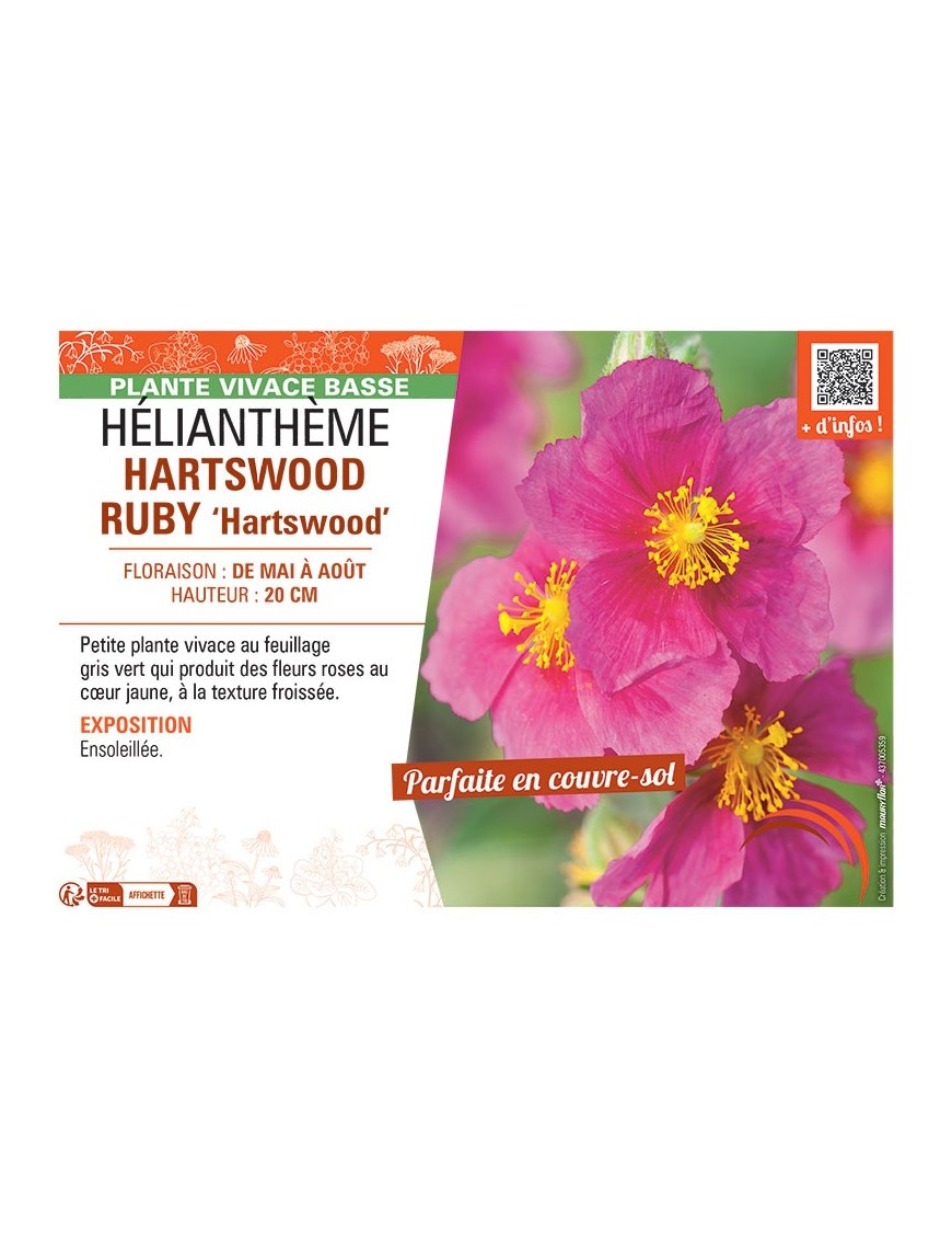 HELIANTHEME HARTSWOOD RUBY Hartswood