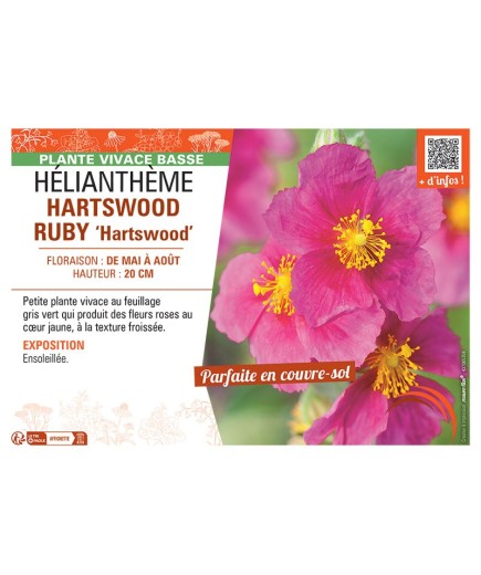 HELIANTHEME HARTSWOOD RUBY Hartswood