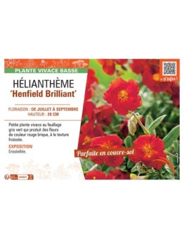 HELIANTHEME HENFIELD BRILLIANT