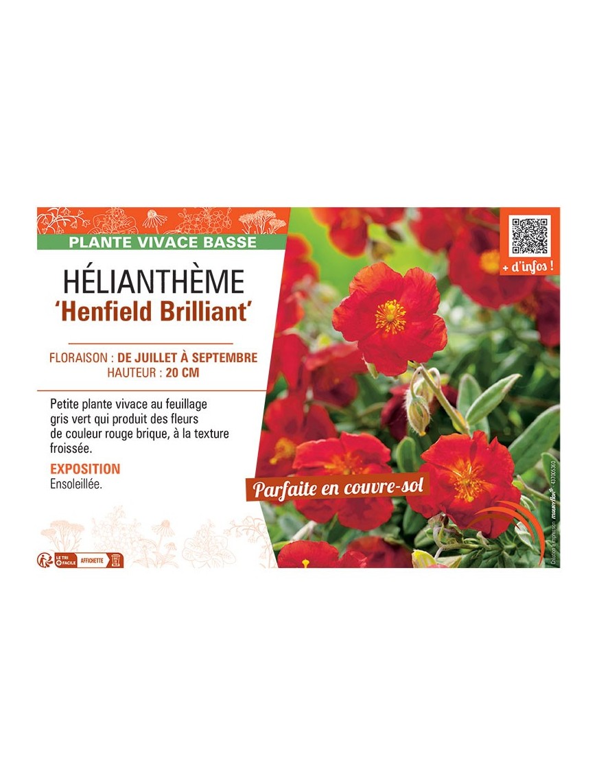 HELIANTHEME HENFIELD BRILLIANT