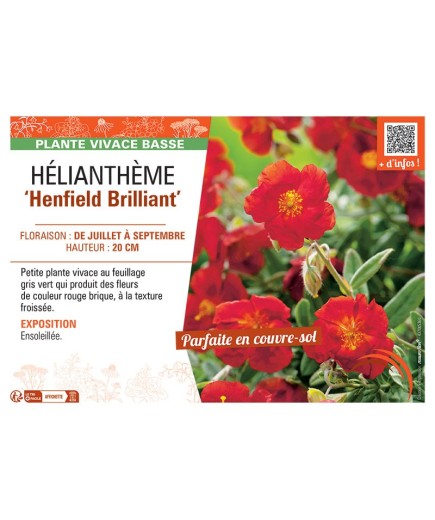 HELIANTHEME HENFIELD BRILLIANT