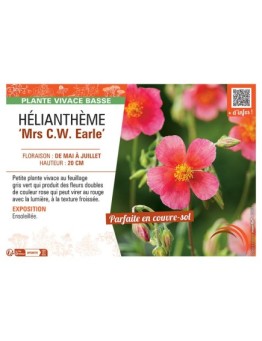 HELIANTHEME MRS C.W. EARLE