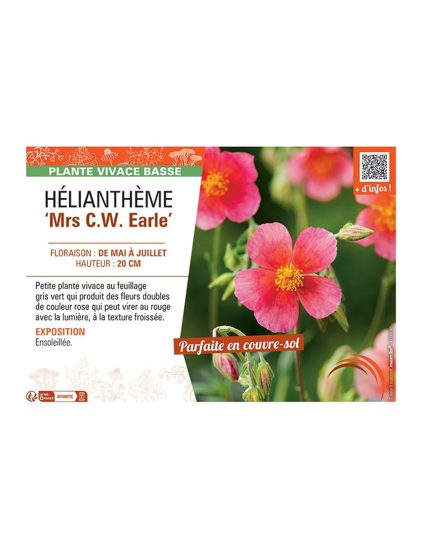 HELIANTHEME MRS C.W. EARLE