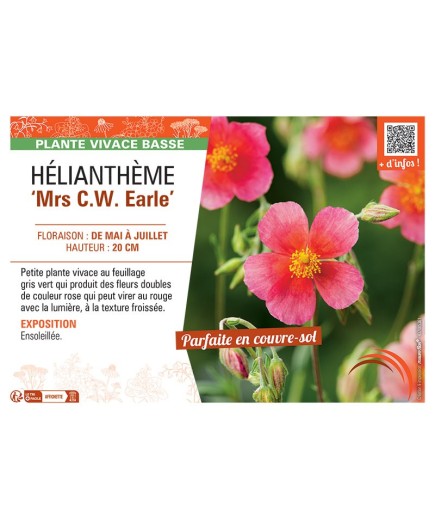 HELIANTHEME MRS C.W. EARLE