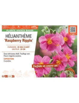 HELIANTHEME RASPBERRY RIPPLE