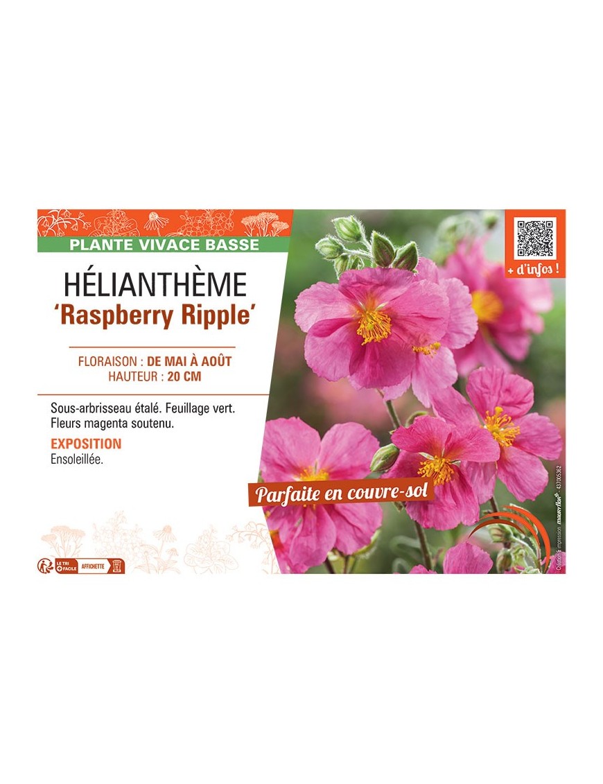 HELIANTHEME RASPBERRY RIPPLE