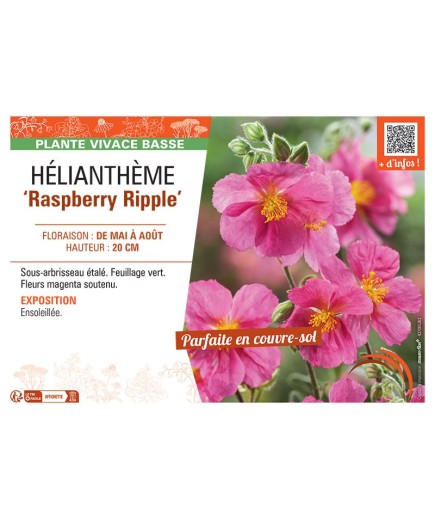 HELIANTHEME RASPBERRY RIPPLE