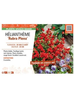 HELIANTHEME RUBRA PLENA