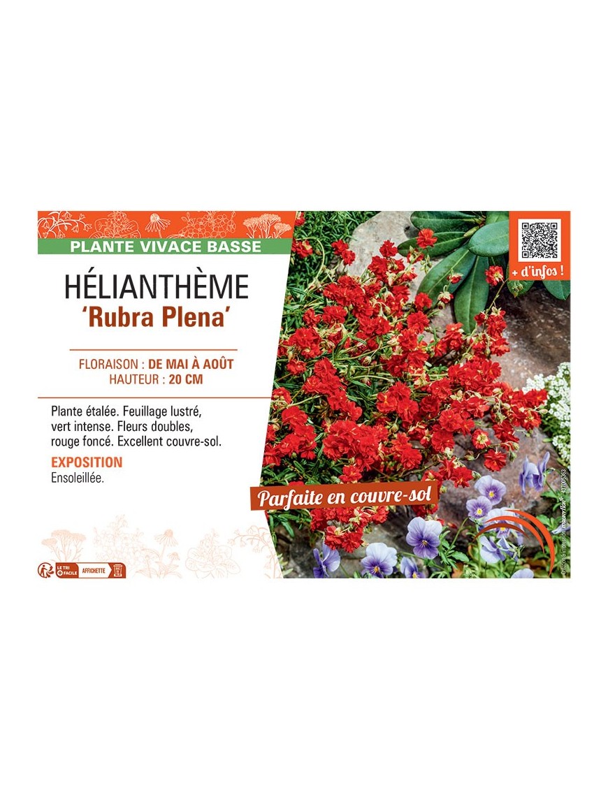 HELIANTHEME RUBRA PLENA