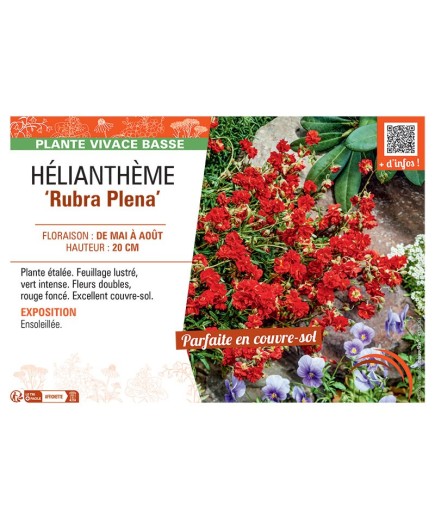 HELIANTHEME RUBRA PLENA