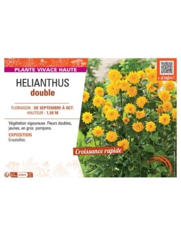HELIANTHUS DOUBLE (jaune)