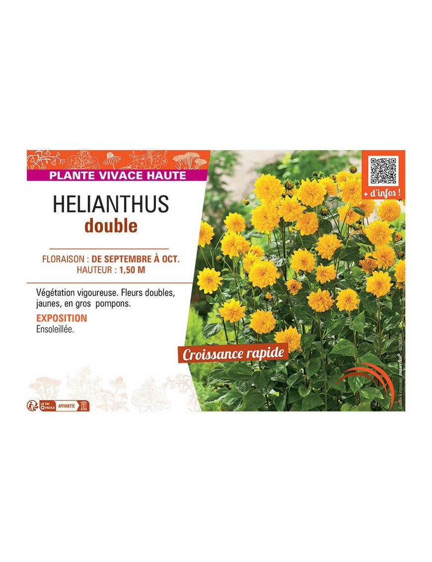HELIANTHUS DOUBLE (jaune)