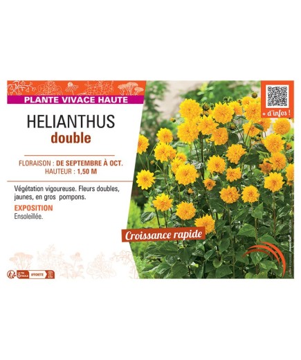 HELIANTHUS DOUBLE (jaune)