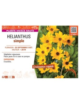 HELIANTHUS SIMPLE (jaune)