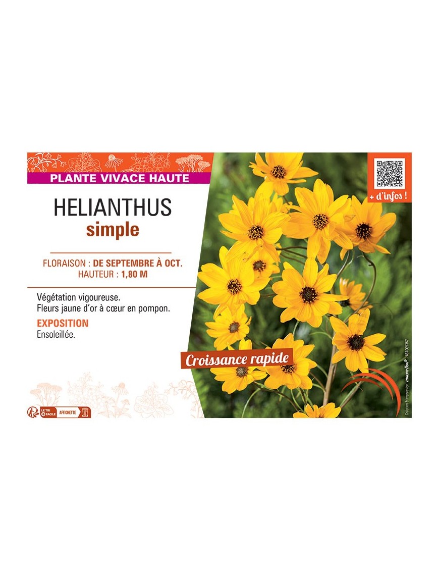 HELIANTHUS SIMPLE (jaune)