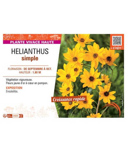 HELIANTHUS SIMPLE (jaune)