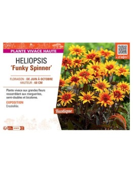 HELIOPSIS FUNKY SPINNER