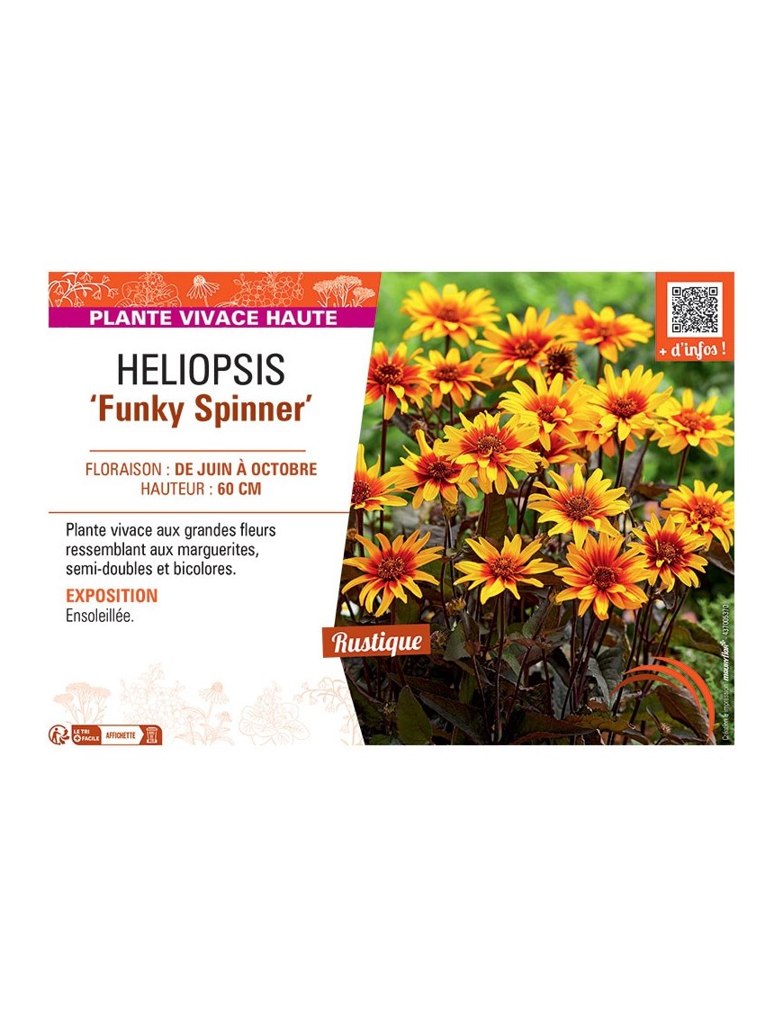HELIOPSIS FUNKY SPINNER