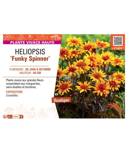 HELIOPSIS FUNKY SPINNER