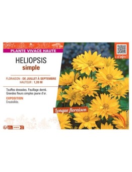 HELIOPSIS SIMPLE (jaune)