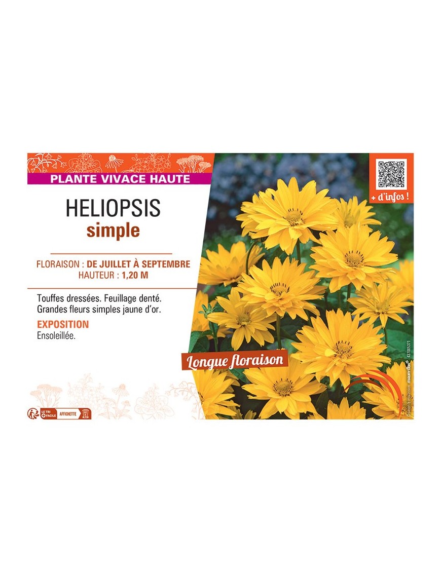 HELIOPSIS SIMPLE (jaune)