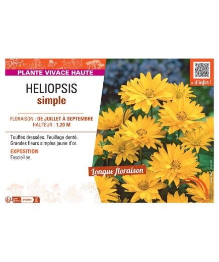 HELIOPSIS SIMPLE (jaune)