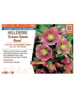 HELLEBORE CROWN SNOW ROSE