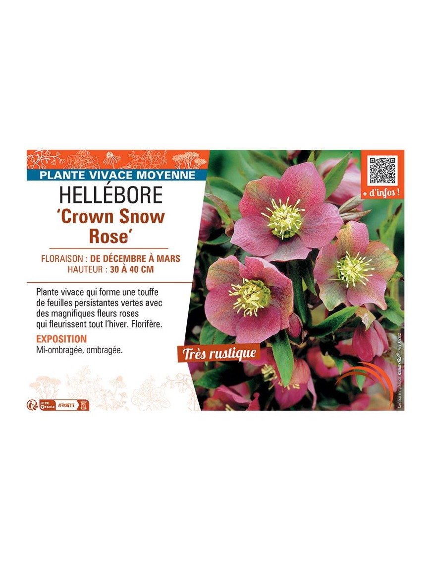 HELLEBORE CROWN SNOW ROSE